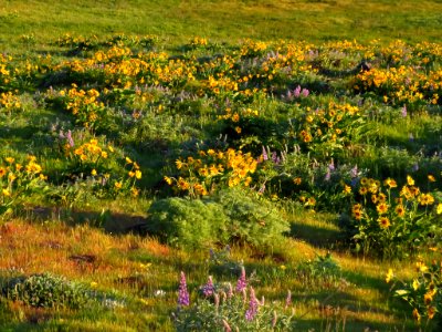 Rowena Crest in OR photo