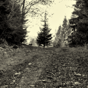 rabbit on forest path