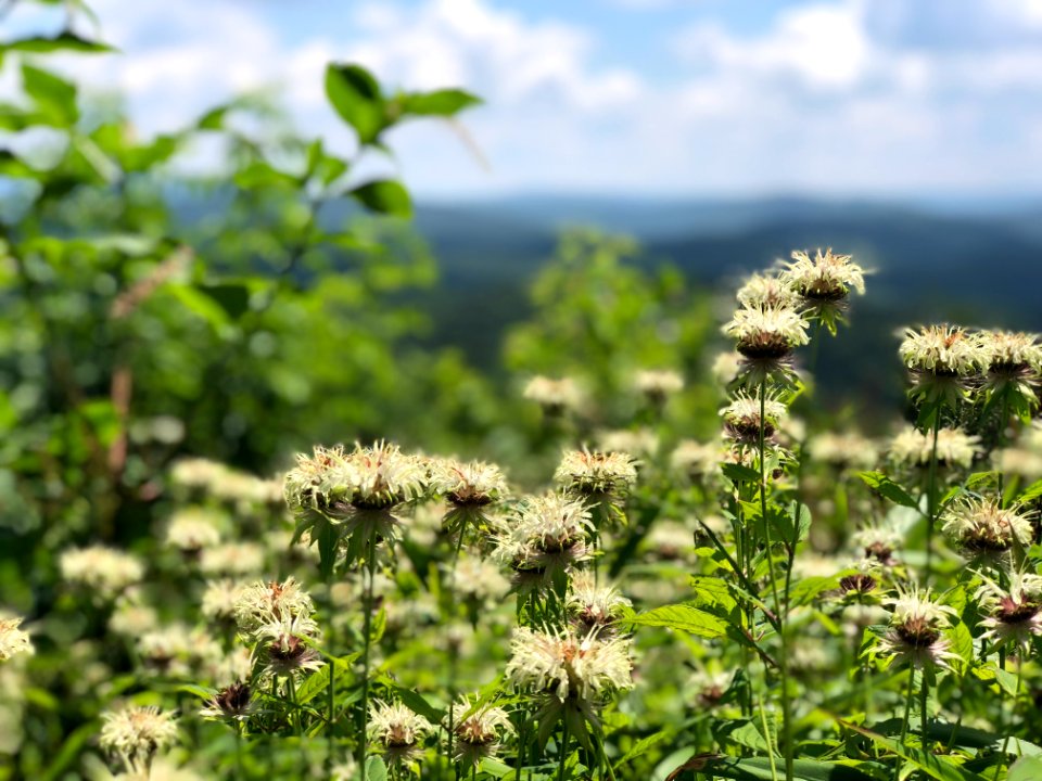 20180711-FS-Monongahela-KMB-496