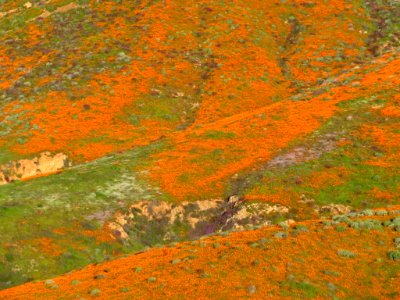 Wildflowers at Walker Canyon in CA photo