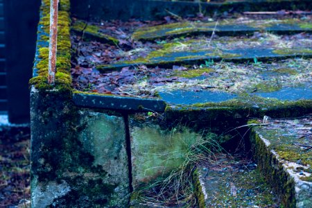 Old mossy stairs