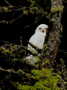 Snowy Owl 2