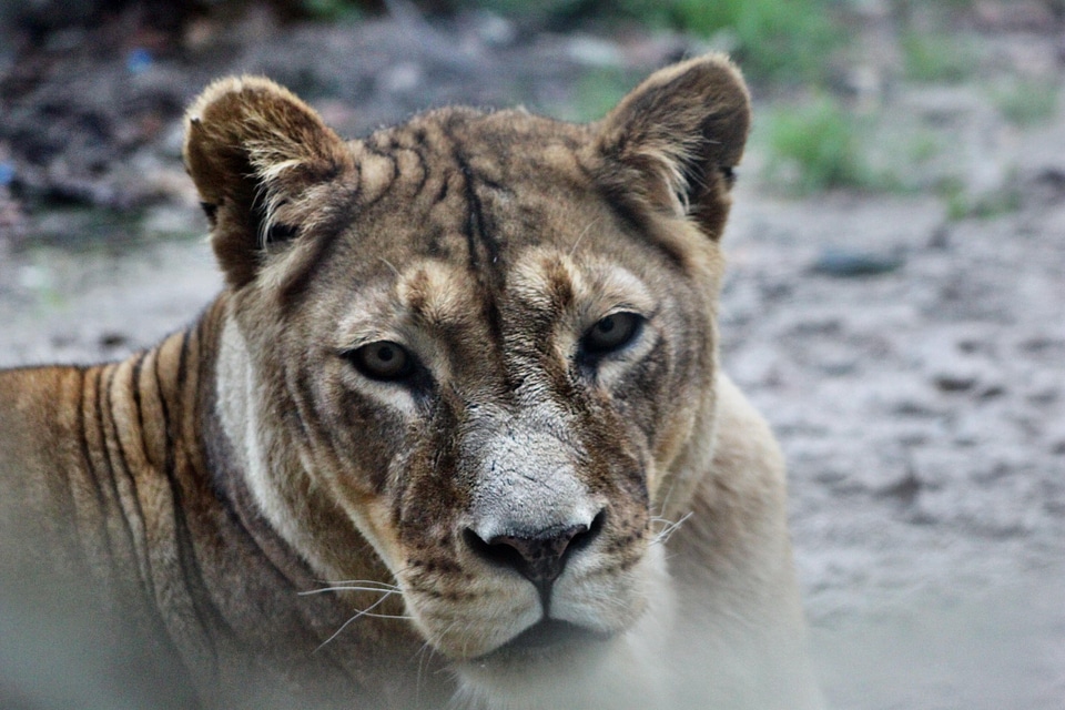 Animal world lion lioness