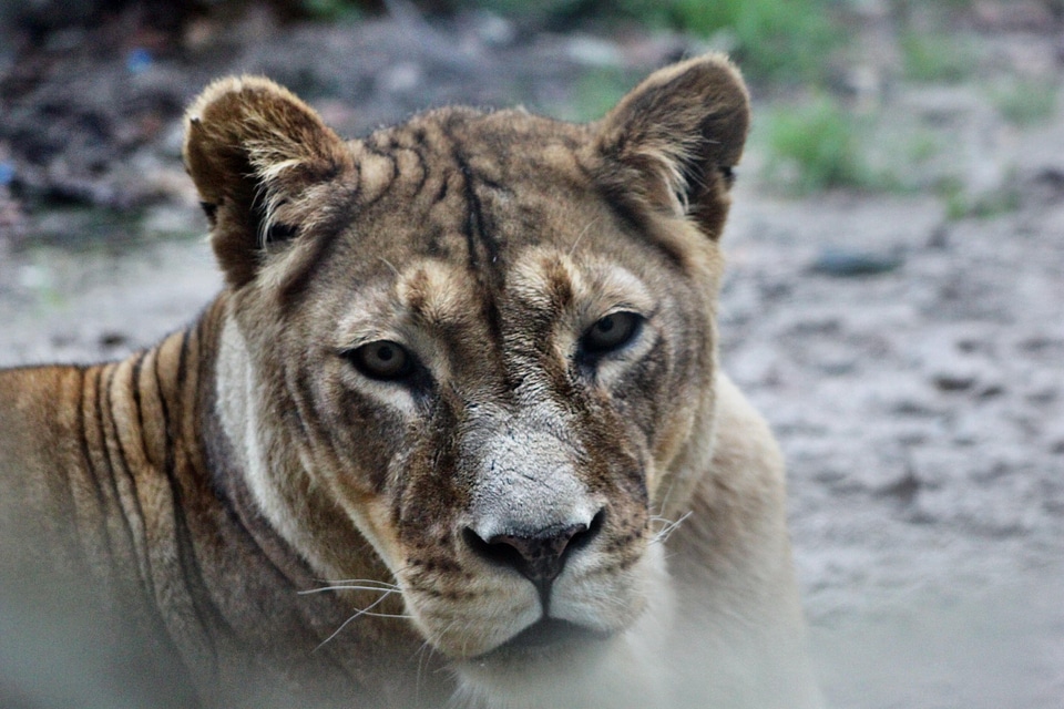 Animal world lion lioness photo