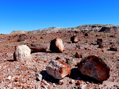 Petrified Forest NP in AZ