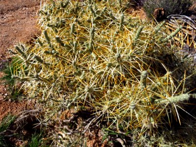 Mojave National Preserve in CA