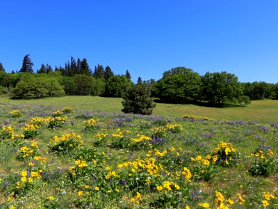 Coyote Wall Trail in WA
