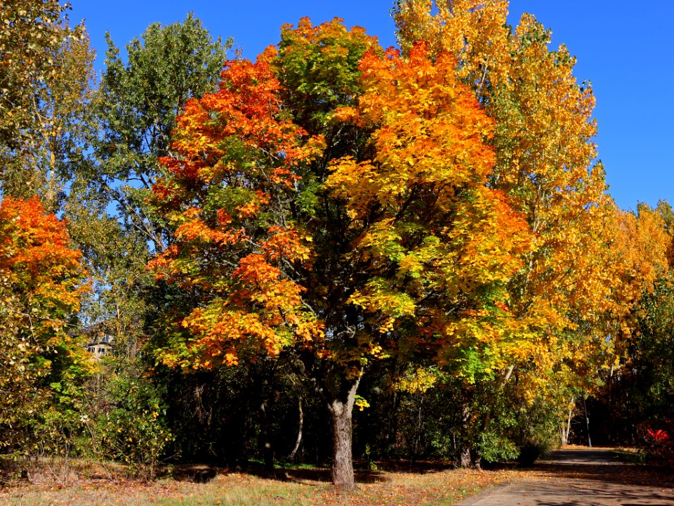 Fall Season at Wintler Park in Vancouver, WA