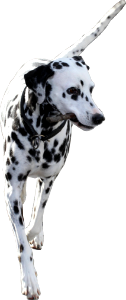 PNG file