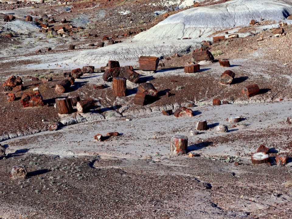 Petrified Forest NP in AZ