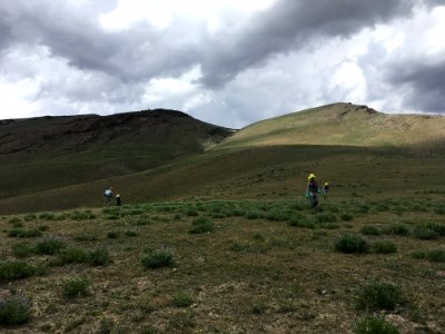 Noxious Weed Treatment