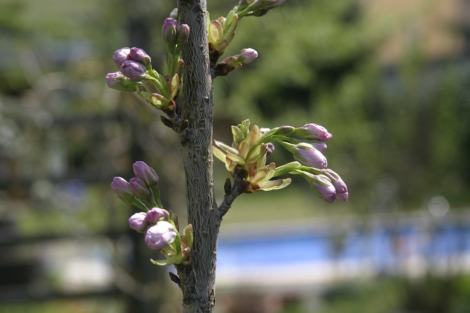 Bloom tree garden
