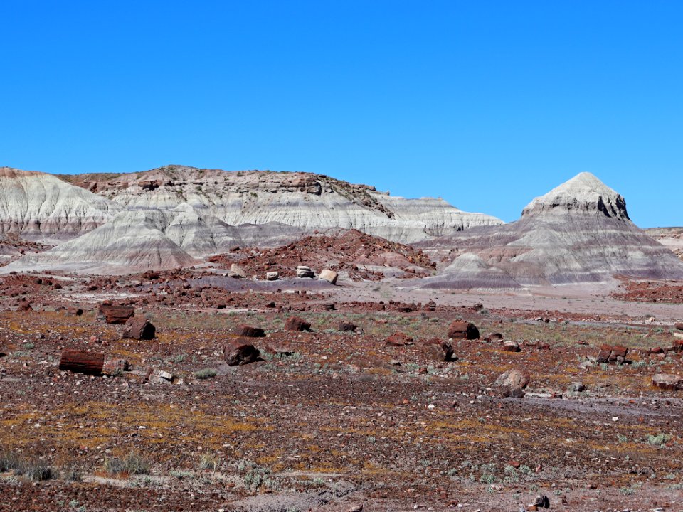 Petrified Forest NP in AZ