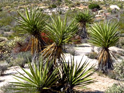 Mojave National Preserve in CA photo