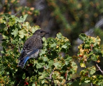 Mountain Bluebird Juvenile