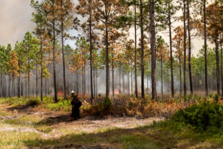 West Mims Wildfire