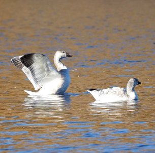 Snow Geese Ellensburg November photo