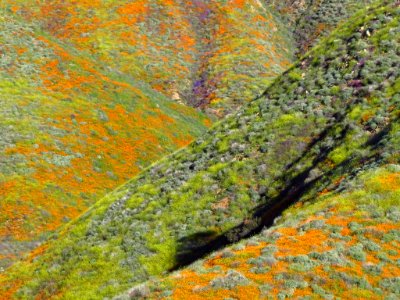 Wildflowers at Walker Canyon in CA photo