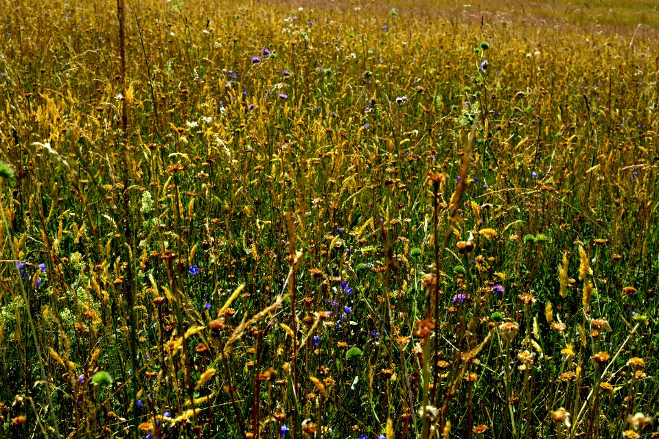 meadow