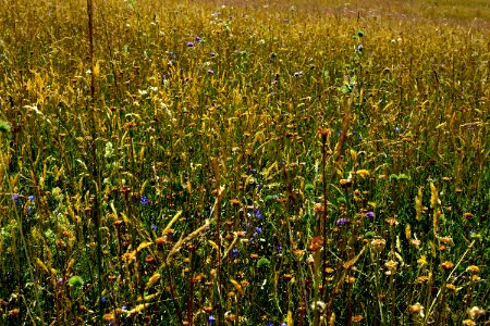meadow