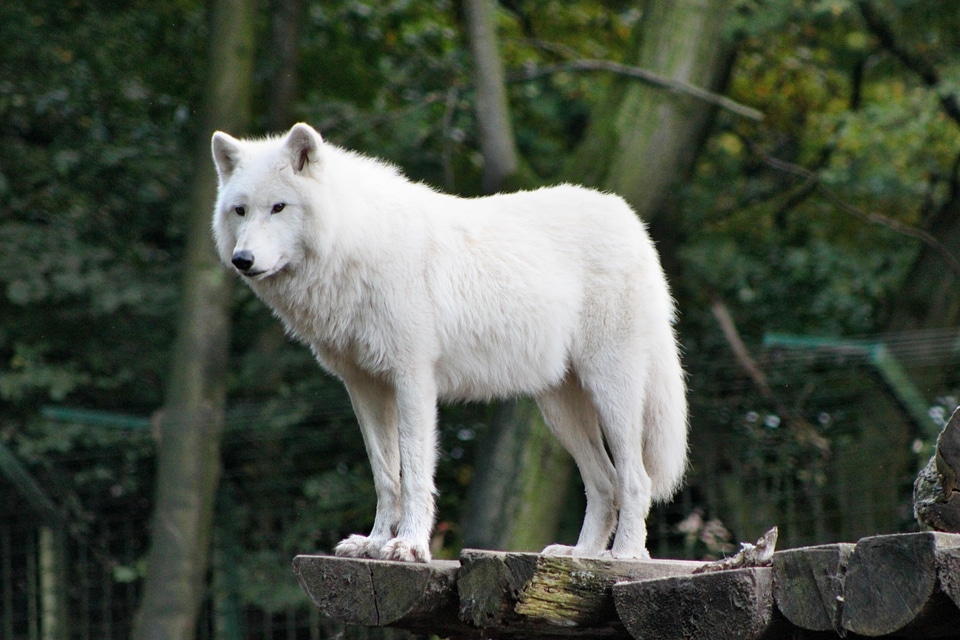 Wild mammal animal