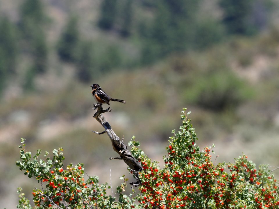 Spotted Towhee 2