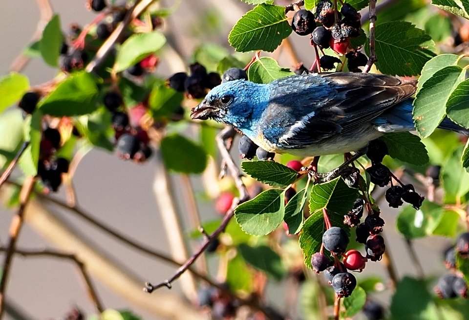 Lazuli Bunting Serviceberry Crop