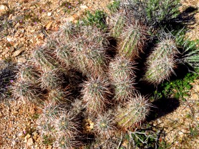 Mojave National Preserve in CA