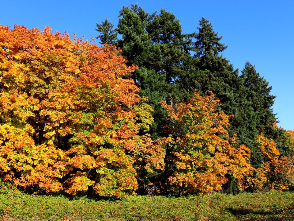 Fall Season at Wintler Park in Vancouver, WA