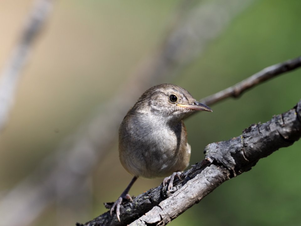 Wren 5