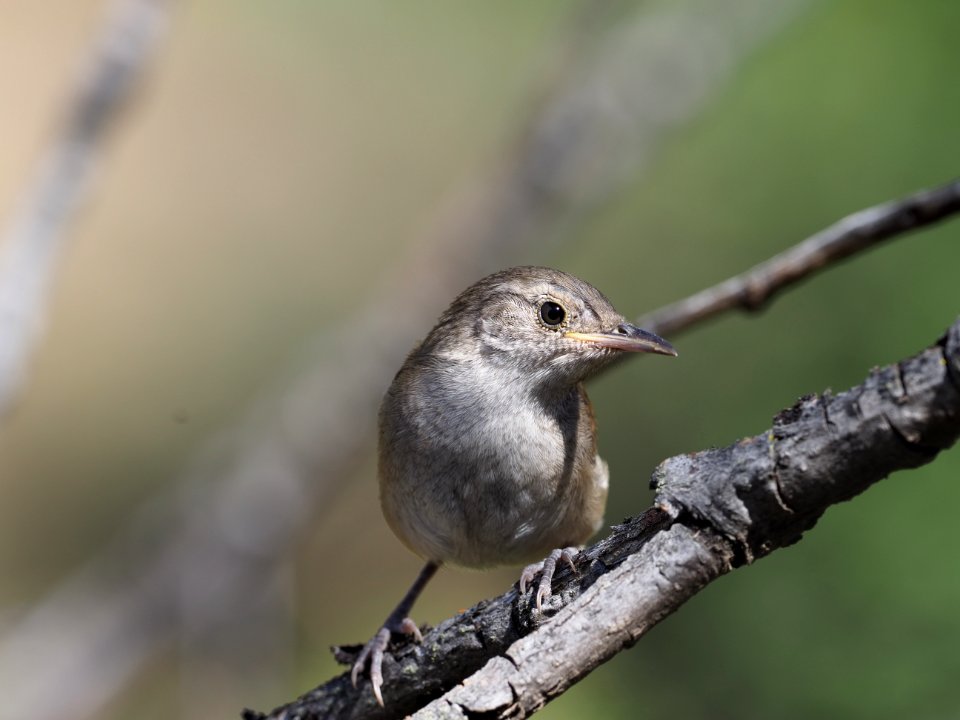 Wren 5 photo