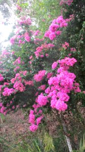 Bougainvillea photo