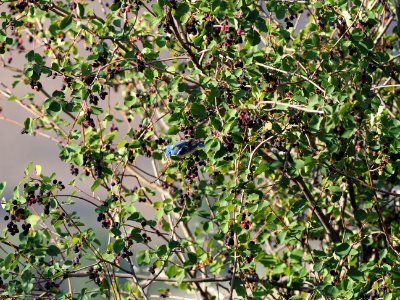 LB and Serviceberry 2
