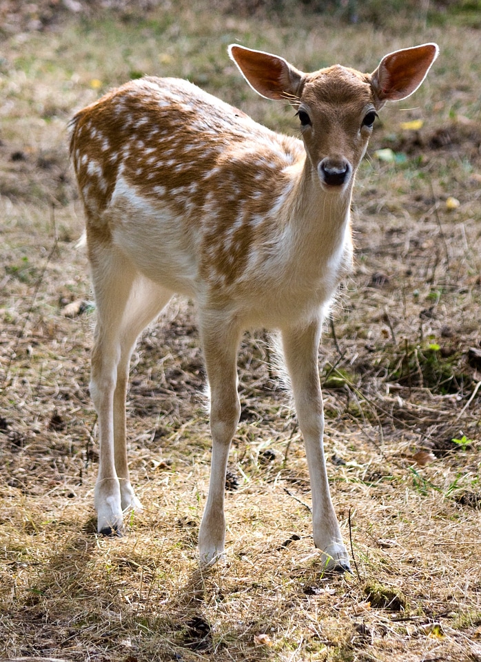Fur stains antler