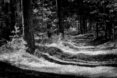 path in pine wood copy