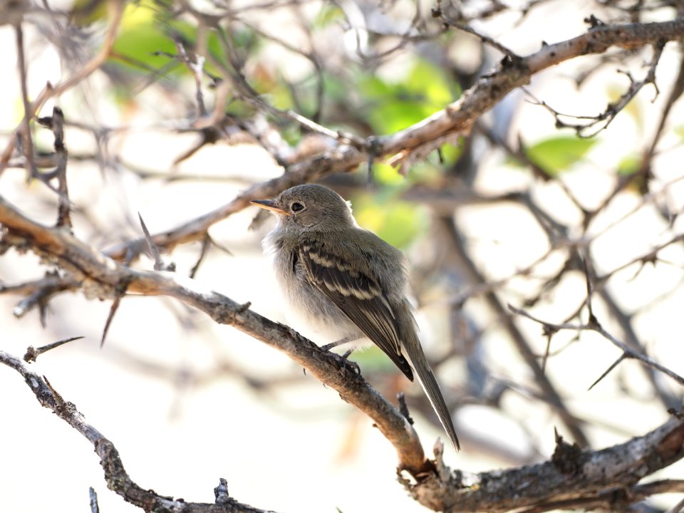 Gray Flycatcher Juv Close 7