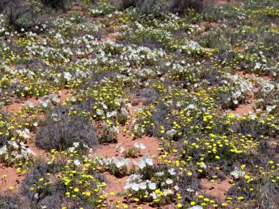 Landscape with Wildflowers in AZ