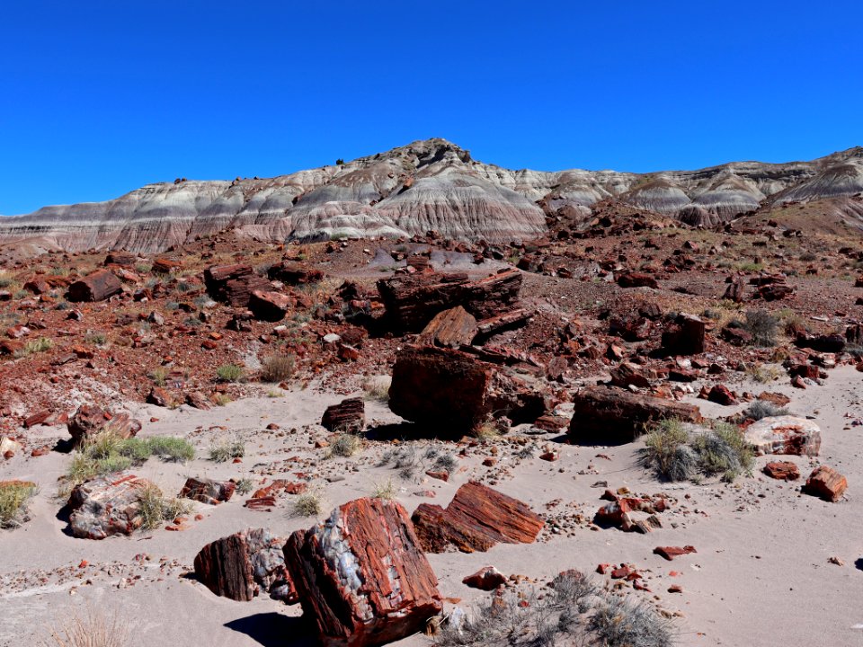 Petrified Forest NP in AZ