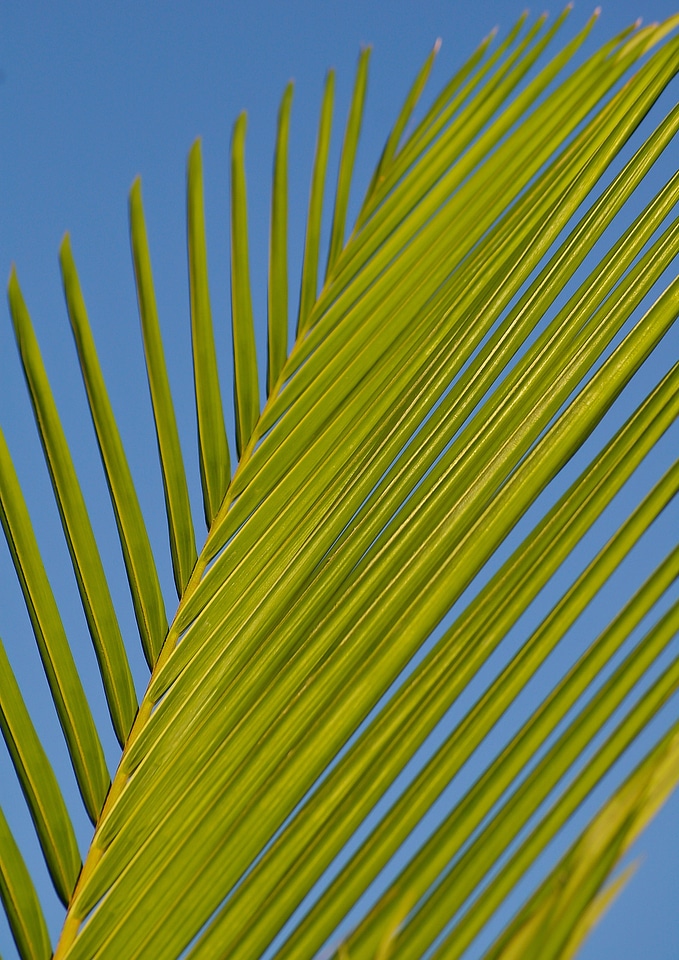 Bangalow palm green blue