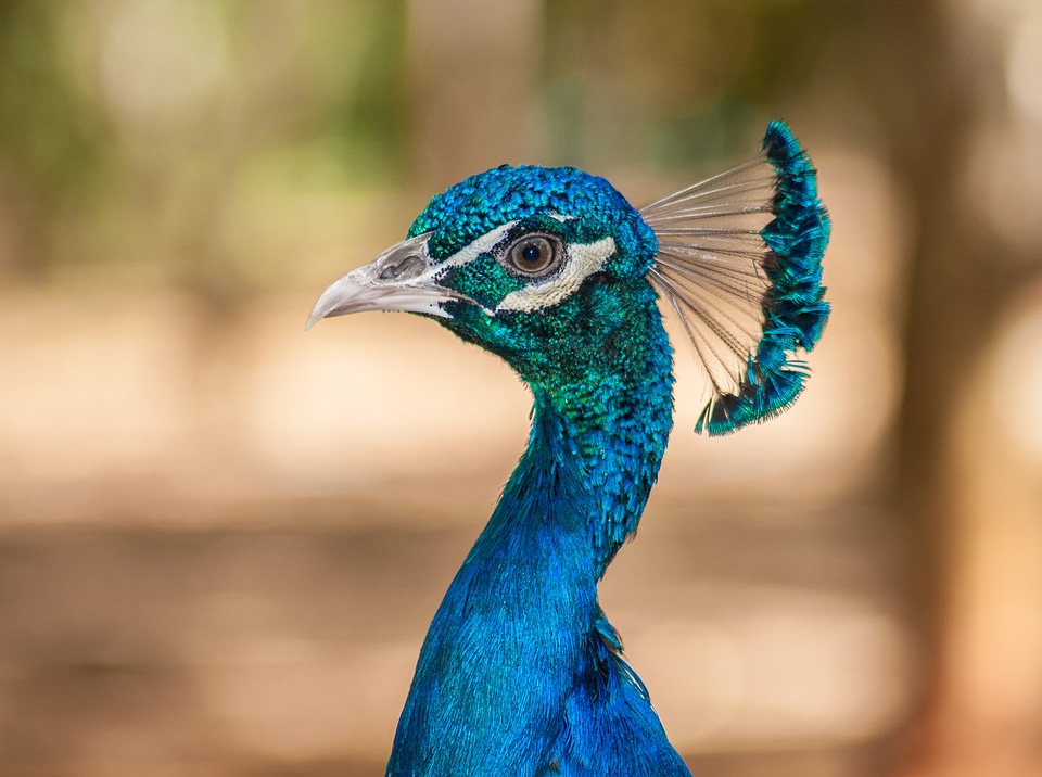 Peacock feather colorful eye