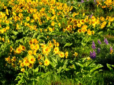 Rowena Crest in OR
