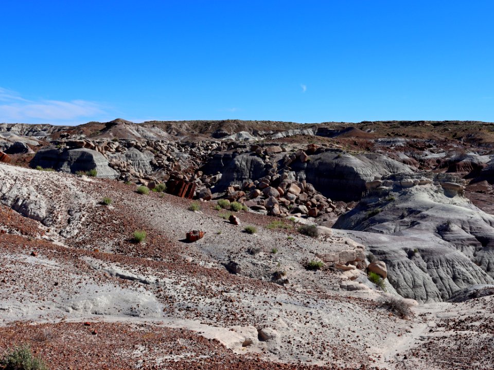 Petrified Forest NP in AZ