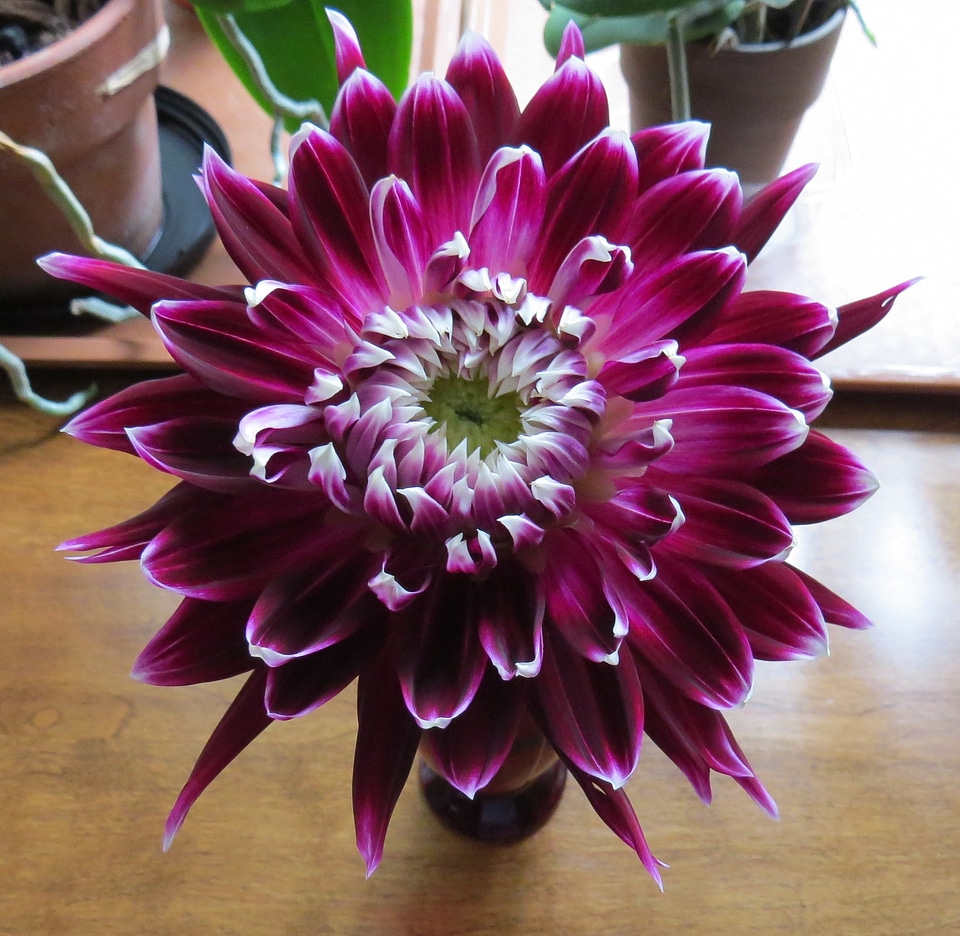 Plant natural blossom