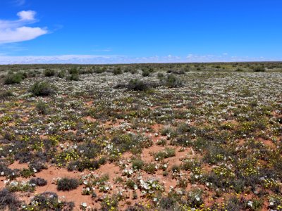 Landscape with Wildflowers in AZ