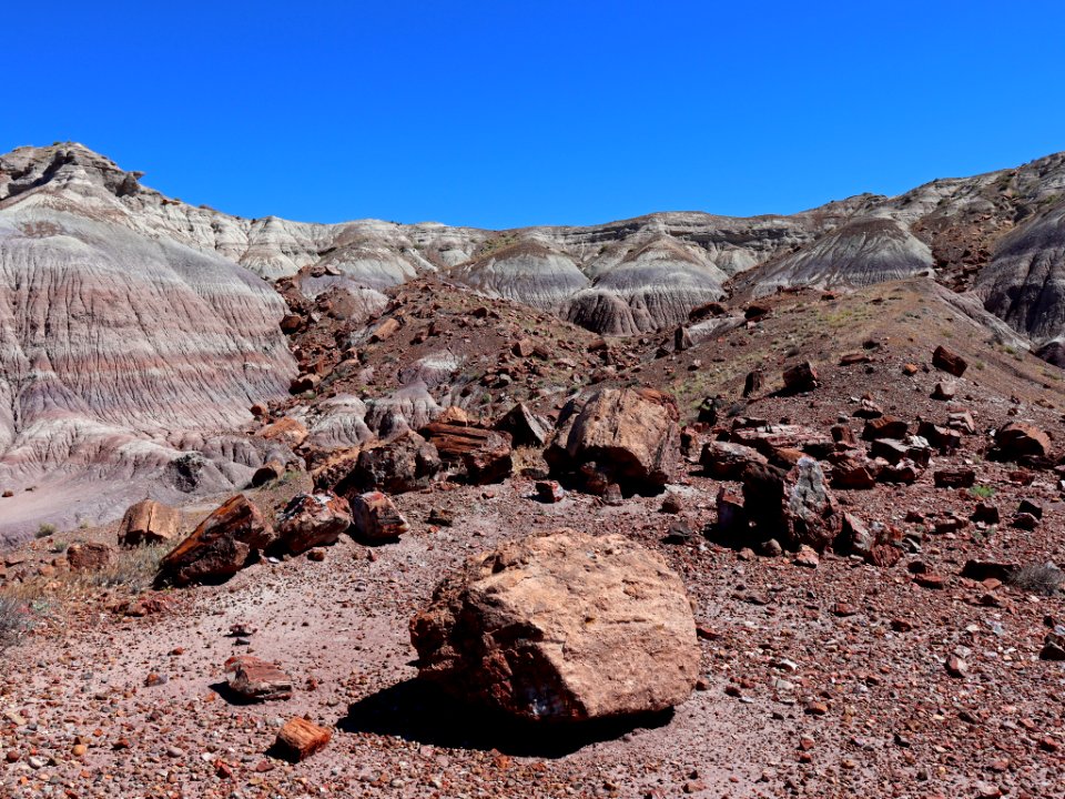 Petrified Forest NP in AZ