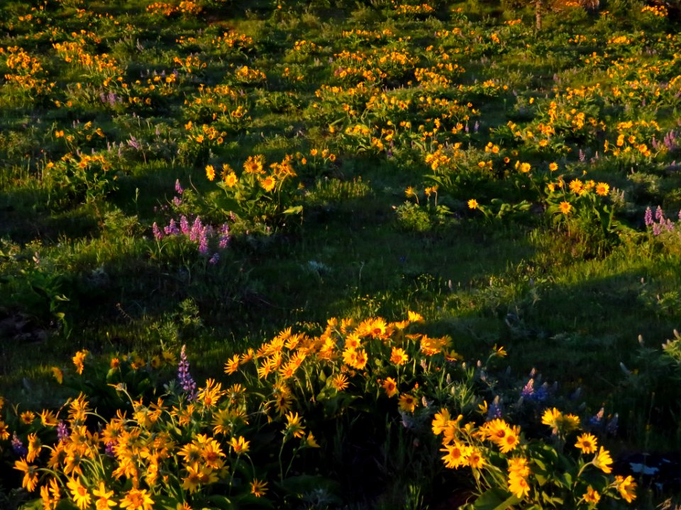 Rowena Crest in OR