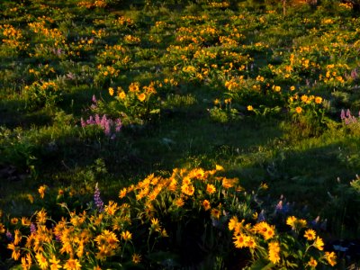 Rowena Crest in OR photo