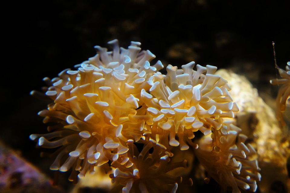 Underwater diving yellow