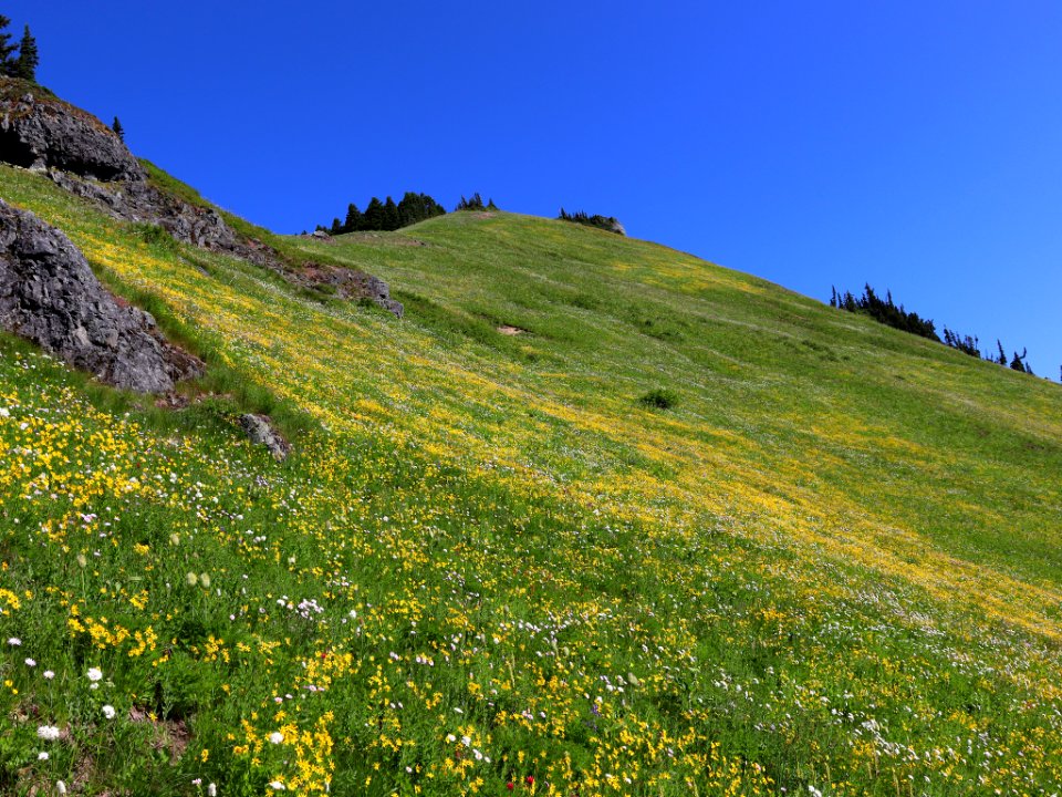 Tatoosh Ridge in WA