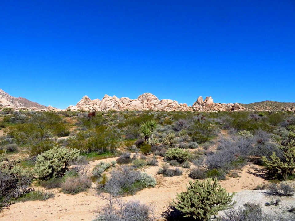 Mojave National Preserve in CA
